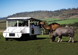 Zoo Doo Wildlife Park - Attractions Brisbane 2
