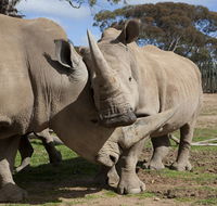 Monarto Zoo - Attractions Brisbane