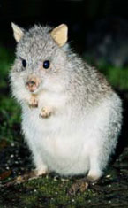 Warrawong Wildlife Park - Attractions Brisbane 1