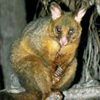 Warrawong Wildlife Park - Attractions Brisbane 2