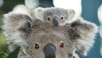 Fernbank Creek NSW Attractions Brisbane