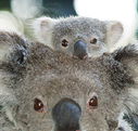 Billabong Koala and Wildlife Park - Attractions Brisbane