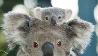 Book Port Macquarie Accommodation Vacations Attractions Brisbane Attractions Brisbane