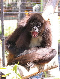 Billabong Koala And Wildlife Park - Attractions Brisbane 1