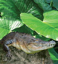 Billabong Koala And Wildlife Park - Attractions Brisbane 2