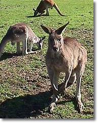 OZe Wildlife - Attractions Brisbane 1
