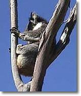 OZe Wildlife - Attractions Brisbane 2