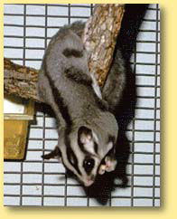 OZe Wildlife - Attractions Brisbane 3