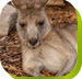 Calmsley Hill City Farm - Attractions Brisbane