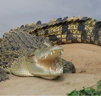 Dundee's Wildlife Park - Attractions Brisbane
