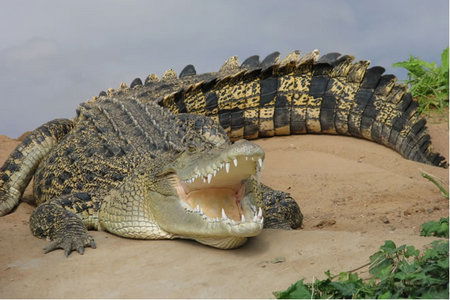 Dundee's Wildlife Park - Attractions Brisbane 0