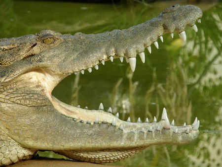 Dundee's Wildlife Park - Attractions Brisbane 1