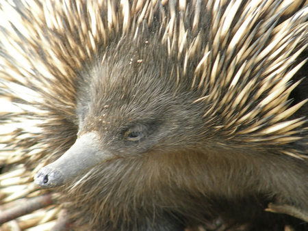 Dundee's Wildlife Park - Attractions Brisbane 3
