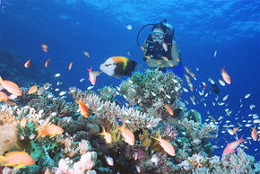 Drop Zone Dive Site - Attractions Brisbane 0