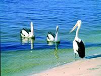 Noosa Everglades Discovery - Attractions Brisbane 2