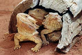Alice Springs Reptile Centre - Attractions Brisbane 0