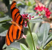 Butterfly Farm - Attractions Brisbane