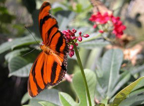 Butterfly Farm - Attractions Brisbane 0