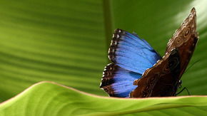 Butterfly Farm - Attractions Brisbane 3