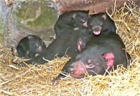 Book Bicheno Accommodation Vacations Attractions Brisbane Attractions Brisbane