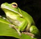 The Rainforest Habitat - Attractions Brisbane