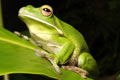 The Rainforest Habitat - Attractions Brisbane 0