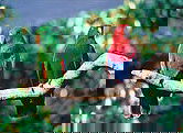 The Rainforest Habitat - Attractions Brisbane 1