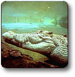 Kakadu National Park - Attractions Brisbane 1