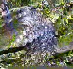 Koala Conservation Centre - Attractions Brisbane