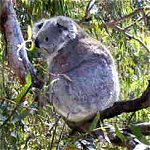 Koala Conservation Centre