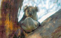 Koala Conservation Centre - Attractions Brisbane 2