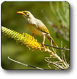 Uluru - Kata Tjuta National Park - Attractions Brisbane 1