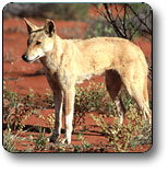 Uluru - Kata Tjuta National Park - Attractions Brisbane 3