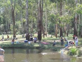 Buxton Trout And Salmon Farm - Attractions Brisbane 3
