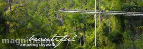 Rainforest Skywalk - Attractions Brisbane 2