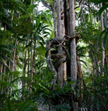 Rainforest Skywalk - Attractions Brisbane 3