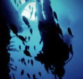 Scuba World - Attractions Brisbane