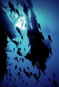 Scuba World - Attractions Brisbane 0