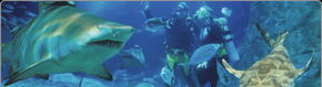 Scuba World - Attractions Brisbane 1