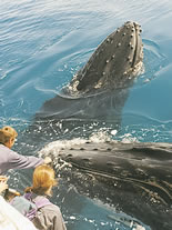 Storeyline Tours - Attractions Brisbane 1