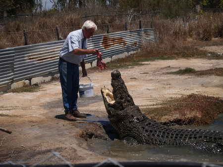 Koorana Saltwater Crocodile Farm - Attractions Brisbane 1