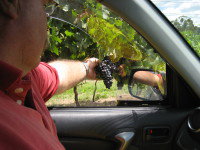 Mount Tamborine Winery & Homestead - Attractions Brisbane 1