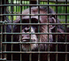 Rockhampton Zoo - Attractions Brisbane 0