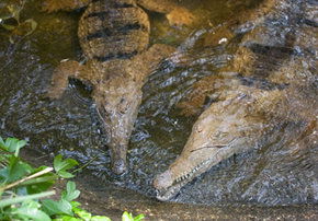 Rockhampton Zoo - Attractions Brisbane 1