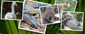 Rockhampton Zoo - Attractions Brisbane 2