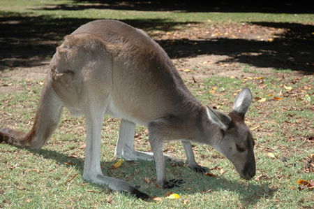 Bunbury Wildlife Park - Attractions Brisbane 1