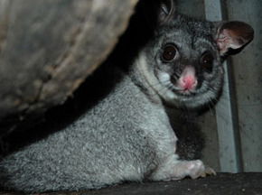 Bunbury Wildlife Park - Attractions Brisbane 2