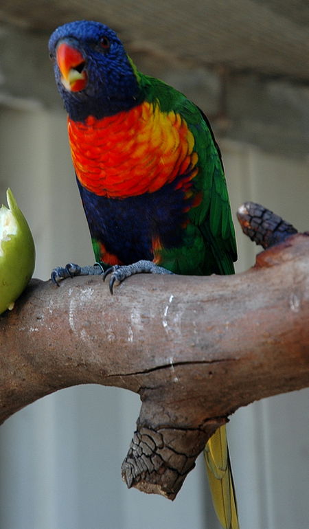 Bunbury Wildlife Park - Attractions Brisbane 3