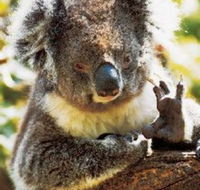Gorge Wildlife Park - Attractions Brisbane
