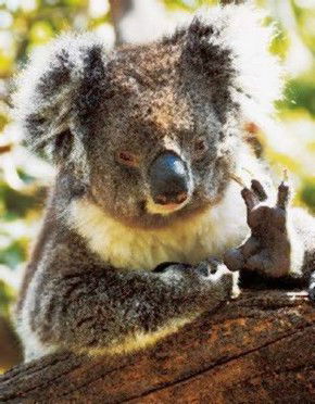 Gorge Wildlife Park - Attractions Brisbane 0